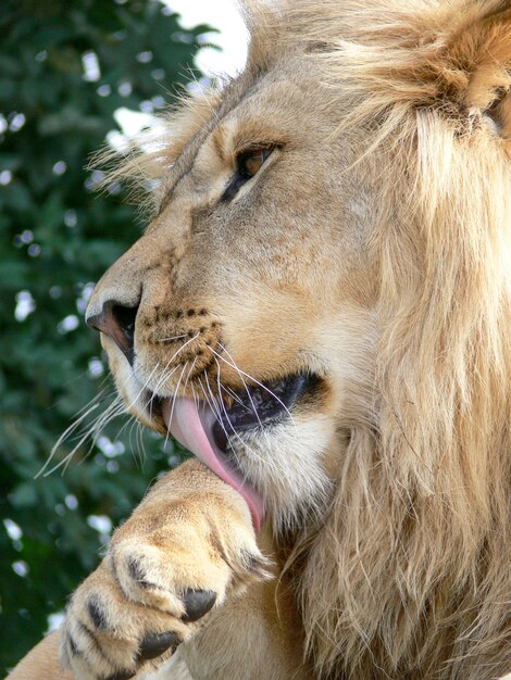 Un majestuoso león sentado en una plataforma de madera.