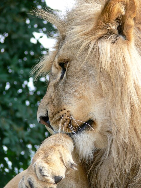 Un majestuoso león sentado en una plataforma de madera.