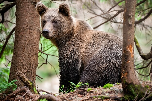 Majestuoso oso pardo con pelaje mojado sentado en el bosque y mirando por encima del hombro