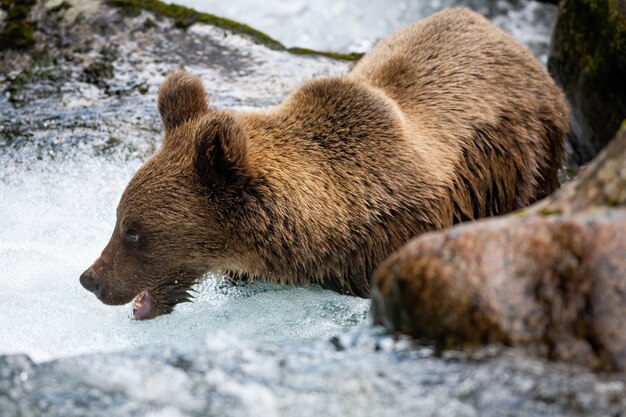 Foto majestuoso oso pardo de pie en el río durante el verano.