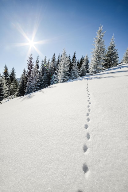 Foto majestuoso paisaje invernal con árboles en la nieve