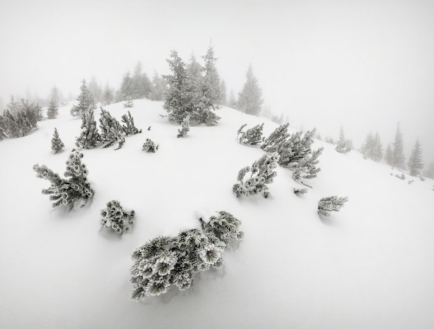 Majestuoso paisaje invernal con árboles en la nieve