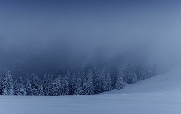 Majestuoso paisaje de invierno, bosque de pinos con árboles cubiertos de nieve. Una escena dramática con nubes bajas y negras, una calma antes de la tormenta.