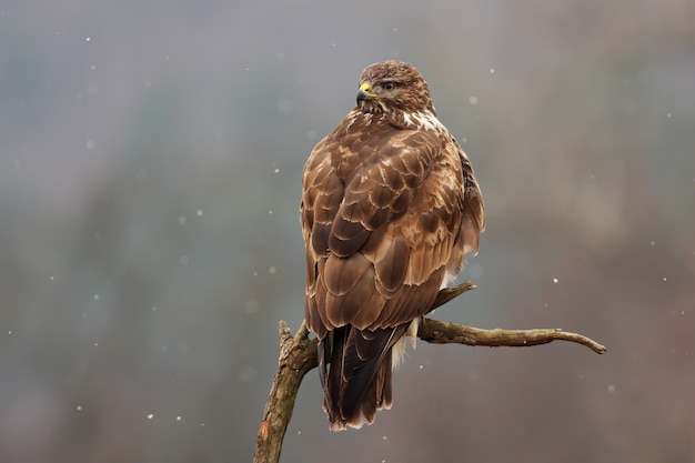 Majestuoso ratonero común sentado en la rama en invierno.