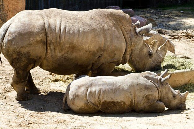 Foto el majestuoso rinoceronte blanco captura la belleza del ceratotherium simum en impresionantes imágenes