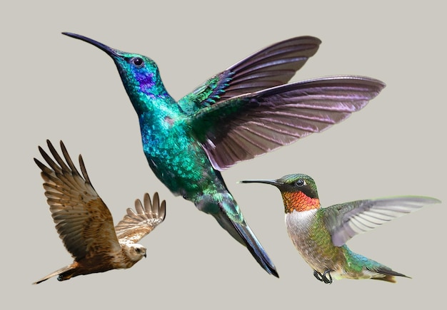 El majestuoso vuelo de las gaviotas capturado en el aire resalta su equilibrio y belleza