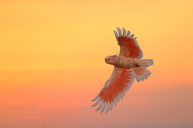 Major Mitchells Cockatoo fliegt beim Sonnenuntergang am Himmel