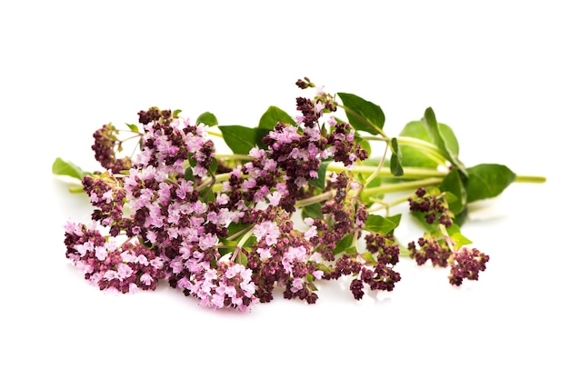 Majoran Origanum vulgare Kräutermedizin