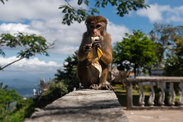 Makaken-Affe, der auf Steinzäunen sitzt und in die Kamera starrt, isst Bananen auf dem Hintergrund von Wolken und Bäumen des blauen Himmels