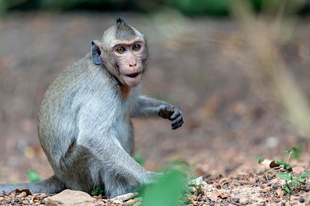 Makaken aus nächster Nähe in seinem natürlichen Lebensraum. Affen aus Südostasien. Gedreht in Kambodscha..