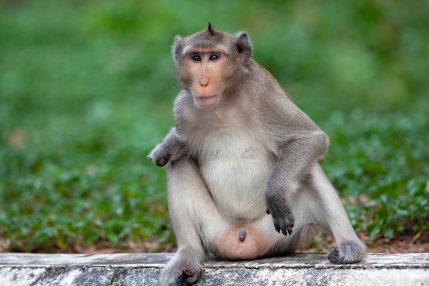 Makaken Nahaufnahme in seinem natürlichen Lebensraum Affen aus Südostasien Gedreht in Kambodscha