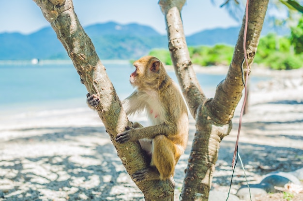 Makakenaffe, der auf einem Baum sitzt