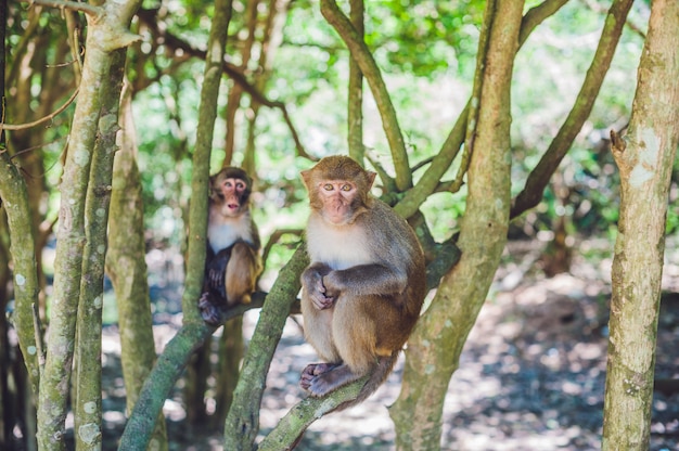 Foto makakenaffen sitzen auf einem baum