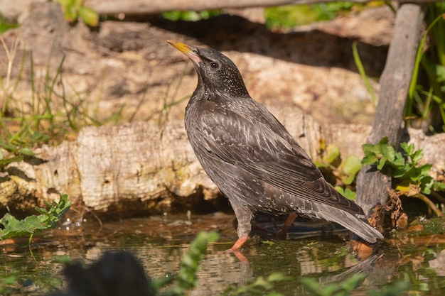 Makelloser Starling Sturnus unicolor Malaga Spanien