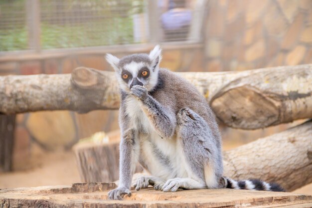 Maki im Zoo. Ein Tier in Gefangenschaft. Gestreifter Schwanz.