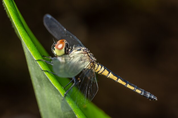 Makrallibelle auf Blatt