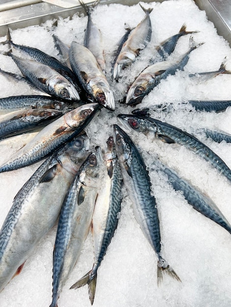 Makrelenfisch auf Eis Frischer roher Makrelenfisch zum Verkauf im Markt-Fischrestaurant