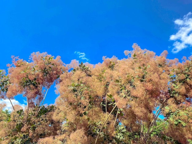 Makrelenleder wächst auf einem Rasen unter einer exotischen Pflanze des blauen Himmels in einem rauchigen Baum des heißen Landes