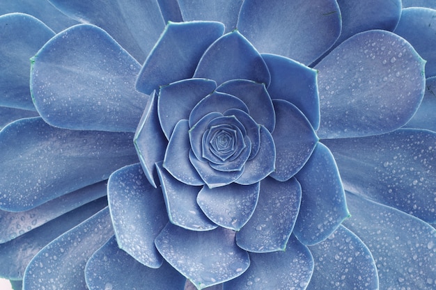 Foto makro abstraktes bild der blauen saftigen echeveria-pflanze mit regentröpfchen - texturhintergrund, tropischer blatthintergrund und schönes detail