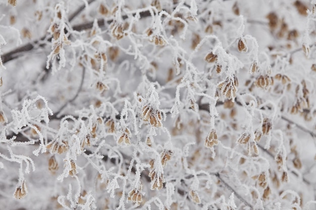 Makro-Ahornsamen auf einem Ast im Frost