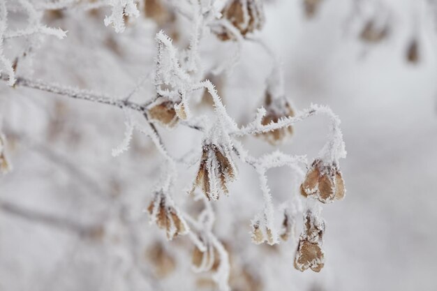 Makro-Ahornsamen auf einem Ast im Frost