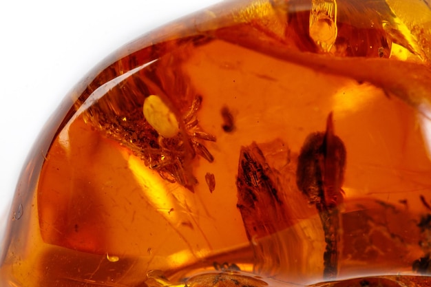 Makro Amber Mineralstein mit Spinne auf weißem Hintergrund