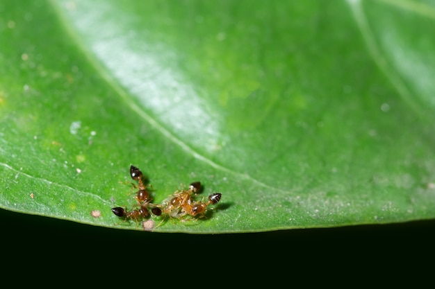 Makro Ameisen auf Pflanzen