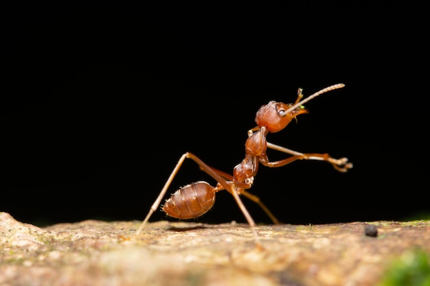 Foto makro ameisen auf pflanzen