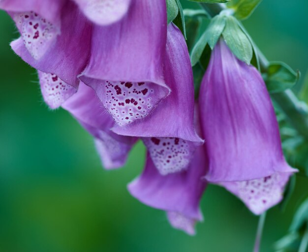 Makro-Ansicht von lebhaften lila Fingerhutblumen, die in einem abgelegenen Feld oder Hausgarten blühen Nahaufnahme einer Gruppe zarter frischer Sommerpflanzen, die auf einem grünen Stiel in einem Hinterhof blühen