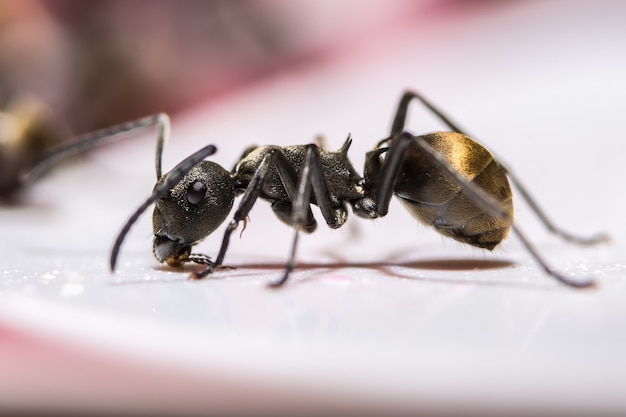 Makro Ant schwarz