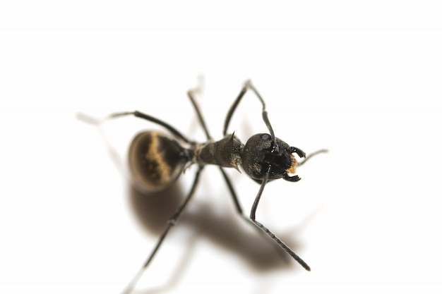 Makro Ant schwarz