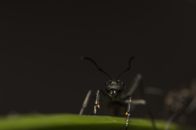 Makro Ant schwarz