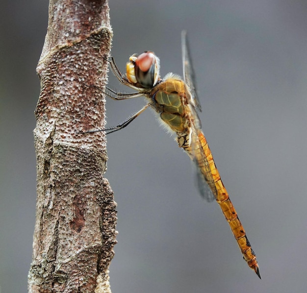 Makro-Aufnahme einer braunen und orangefarbenen Libelle, die auf einem Zweig sitzt