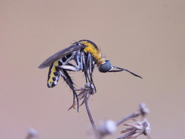Makro-Aufnahme einer Fliege auf einem Blatt