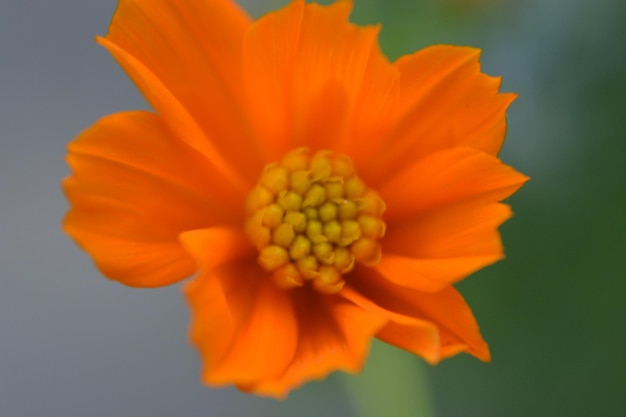 Foto makro-aufnahme einer gelben blume