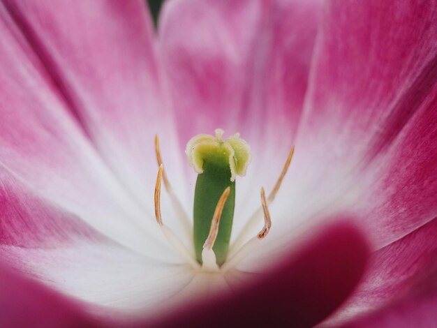 Foto makro-aufnahme einer rosa blume