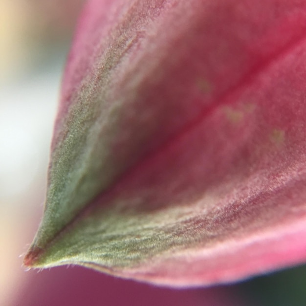 Foto makro-aufnahme einer rosa blume