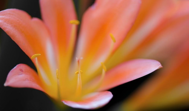 Foto makro-aufnahme einer rosa blume