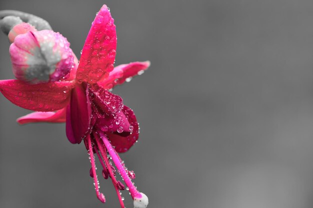Foto makro-aufnahme einer rosa fuchsia-blüte, die mit taustropfen bedeckt ist