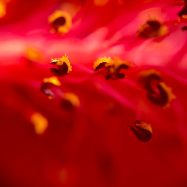 Foto makro-aufnahme einer roten blume