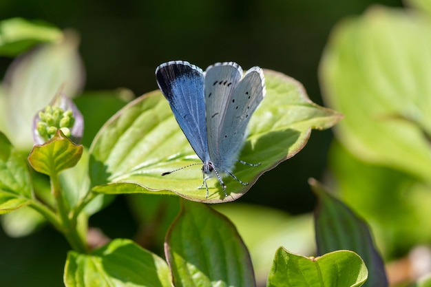 Makro-Aufnahme eines blauen Schmetterlings, der auf einem Blatt sitzt