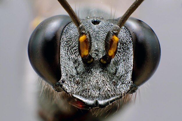 Foto makro-aufnahme eines insekten auf weißem hintergrund