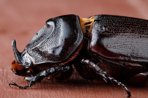 Foto makro-aufnahme eines schwarzen käfers auf einem holztisch