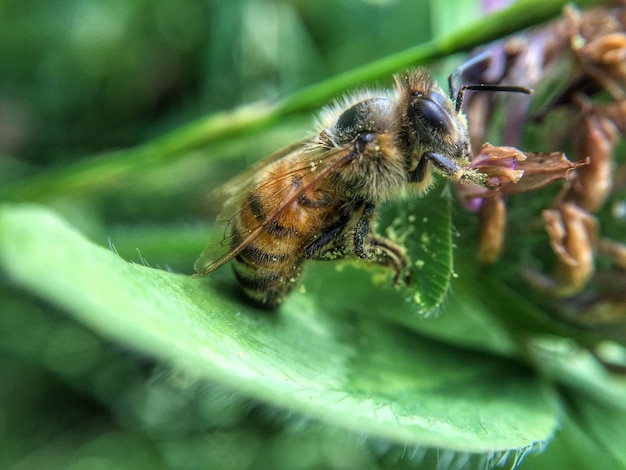 Makro-Aufnahme von Biene auf Blatt