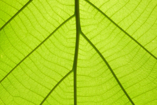 Foto makro-aufnahme von grünem blatt