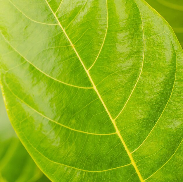 Foto makro-aufnahme von grünem blatt