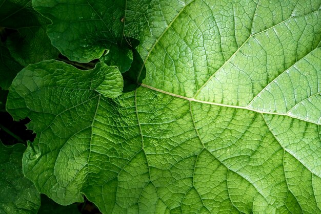 Makro-Aufnahme von grünem Blatt