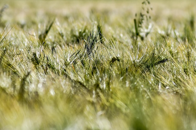 Foto makro-aufnahme von nutzpflanzen auf dem feld