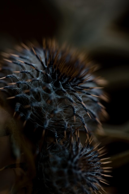 Foto makro-aufnahme von trockenen pflanzen