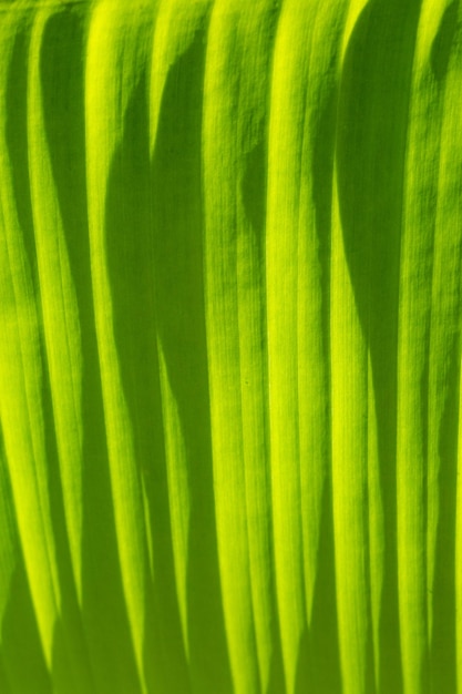 Makro-Bananenblatt-Textur, Bananenblatt-Hintergrund, grüner Bananenblatt-Hintergrund abstrakt